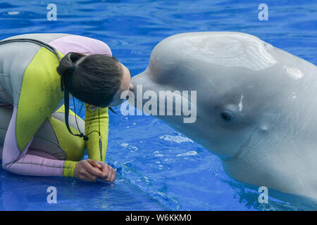 Una balena Beluga bacia il suo custode durante una performance al Haichang ocean park nella città di Chengdu, a sud-ovest della Cina di provincia di Sichuan, 8 gennaio 2018. Foto Stock