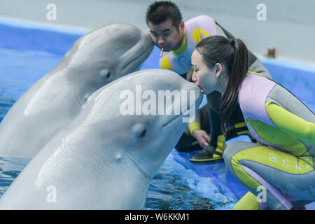 Beluga baciare i loro custodi durante una performance al Haichang ocean park nella città di Chengdu, a sud-ovest della Cina di provincia di Sichuan, 8 gennaio 2018. Foto Stock