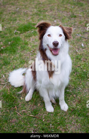 Border Collie di età compresa tra i 3 anni. Foto Stock