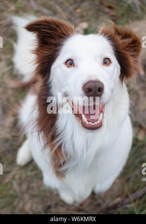 Border Collie di età compresa tra i 3 anni. Foto Stock