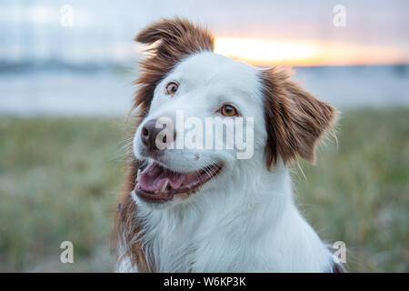 Border Collie di età compresa tra i 3 anni. Foto Stock