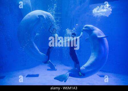 I detentori di danza con i Beluga per formare una forma di cuore sotto acqua durante una performance al Haichang ocean park nella città di Chengdu, a sud-ovest della Cina Foto Stock