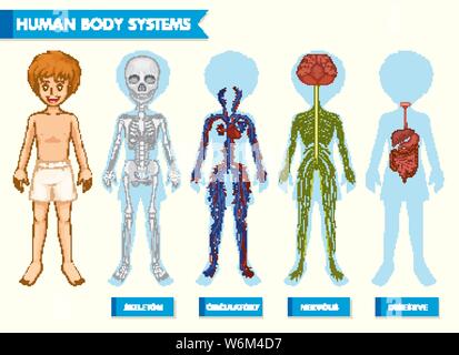 Medico scientifico illustrazione del corpo umano illustrazione dei sistemi Illustrazione Vettoriale