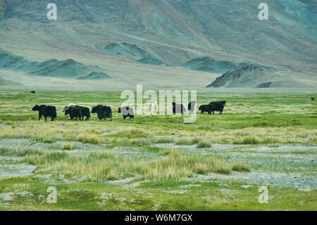 Paesaggio naturale di yak al pascolo , guida fino a Dorbot passare da Ulan-Baishint. Provincia Bayan-Olgii in Mongolia occidentale. Foto Stock