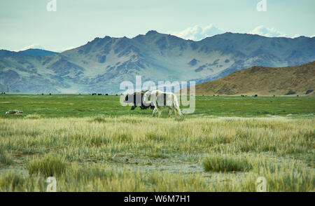 Paesaggio naturale di yak al pascolo , guida fino a Dorbot passare da Ulan-Baishint. Provincia Bayan-Olgii in Mongolia occidentale. Foto Stock