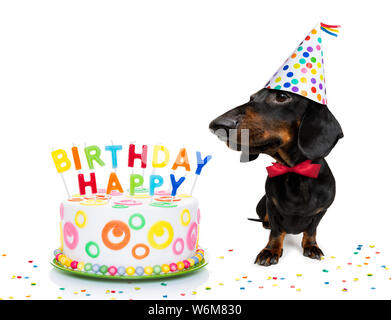 Bassotto o salsiccia cane affamato di un felice compleanno torta con candele ,indossa cravatta rossa e party hat , isolato su sfondo bianco Foto Stock