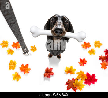 Fame di salsiccia cane bassotto con un grande osso bianco in attesa per il proprietario di andare a fare una passeggiata in autunno autunno con foglie con guinzaglio Foto Stock