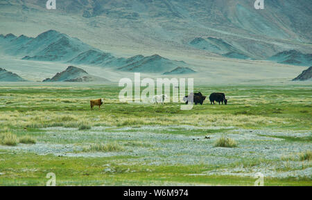 Paesaggio naturale di yak al pascolo , guida fino a Dorbot passare da Ulan-Baishint. Provincia Bayan-Olgii in Mongolia occidentale. Foto Stock