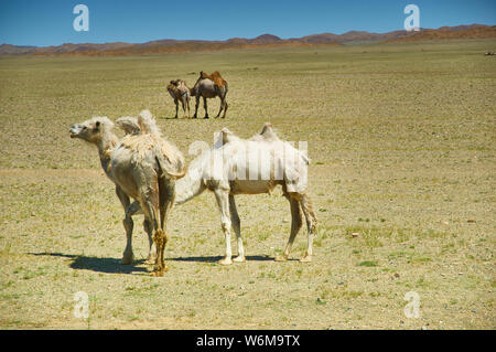 Il cammello femmina e il suo seguito di vitello, Bactrian o due-humped cammello nel deserto del Gobi, Mongolia Foto Stock