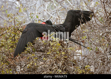 Frigatebird maschio in piena Plummage seduta sul nido sulle isole Galapagos. Foto Stock