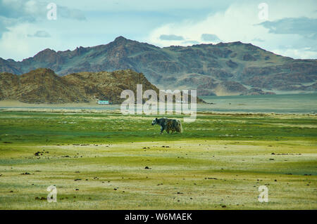 Paesaggio naturale di yak al pascolo , guida fino a Dorbot passare da Ulan-Baishint. Provincia Bayan-Olgii in Mongolia occidentale. Foto Stock