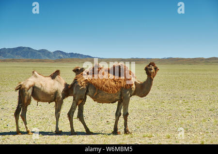 Il cammello femmina e il suo seguito di vitello, Bactrian o due-humped cammello nel deserto del Gobi, Mongolia Foto Stock