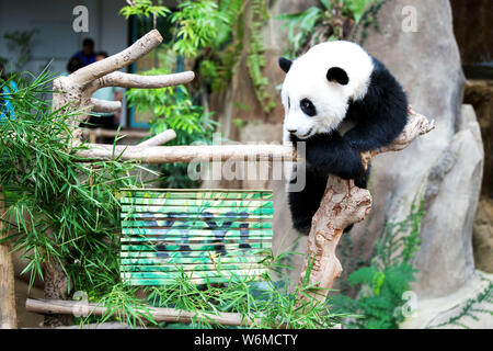 (190802) -- PECHINO, 2 agosto 2019 (Xinhua) -- panda gigante cub Yi Yi gioca vicino al bambù scivola con il suo nome presso il panda gigante al centro di conservazione del Malaysian National Zoo vicino a Kuala Lumpur, Malesia, e il Agosto 1, 2019. La seconda panda gigante nato in Malesia è stato chiamato Yi Yi, senso dell'amicizia, giovedì, segnando la stretta amicizia tra la Malaysia e la Cina. (Xinhua/Zhu Wei) Foto Stock