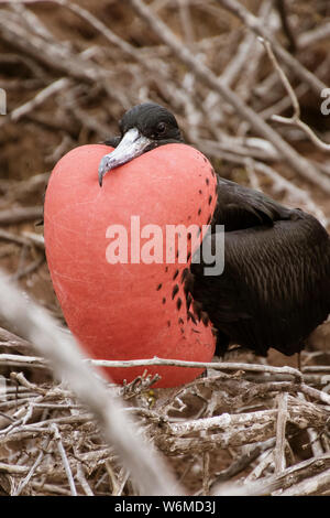 Frigatebird maschio in piena Plummage sulle isole Galapagos. Foto Stock