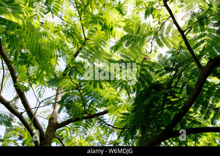 Dettaglio di Albizia julibrissin persiano albero di seta, rosa seta tree . Foglie verdi. Estate sfondo. Foto Stock
