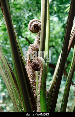 Verde Felce petali. Giardino ornamentale- felce Nephrolepis cordifolia. Famiglia - Nephrolepidaceae. Nome comune- fishbone, tuberose spada ,tubero scaletta, ere Foto Stock