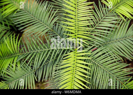 Verde Felce petali. Giardino ornamentale- felce Nephrolepis cordifolia. Famiglia - Nephrolepidaceae. Nome comune- fishbone, tuberose spada ,tubero scaletta, ere Foto Stock