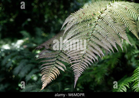 Verde Felce petali. Giardino ornamentale- felce Nephrolepis cordifolia. Famiglia - Nephrolepidaceae. Nome comune- fishbone, tuberose spada ,tubero scaletta, ere Foto Stock