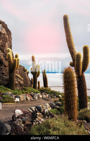 Cactus giganti su Isla del pescado (Isola del pesce). Si tratta di sperone roccioso di terra nel mezzo del Salar de Uyuni in Bolivia Foto Stock