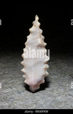 Neolitico Arrowhead africana Foto Stock