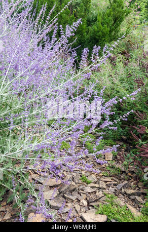 Perovskia guglia blu, Perovskia atriplicifolia in un giardino salvia russo Foto Stock