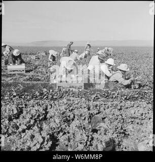 Tule Lake Relocation Center, Newell, California. La raccolta di spinaci. Foto Stock