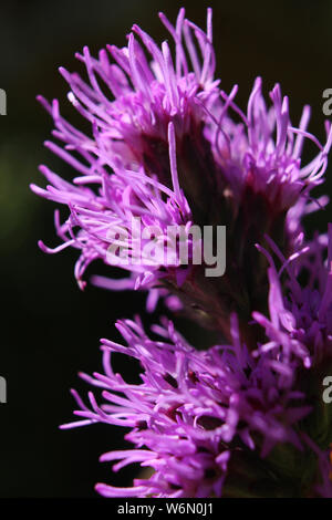 Immagine astratta del brillante fiori viola di Liatris spicata "Kobold', retroilluminato e in primissimo piano. Foto Stock