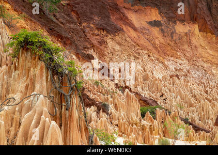 In arenaria rossa e formazioni di aghi (Tsingys) in Tsingy Rouge Park in Madagascar, Africa Foto Stock