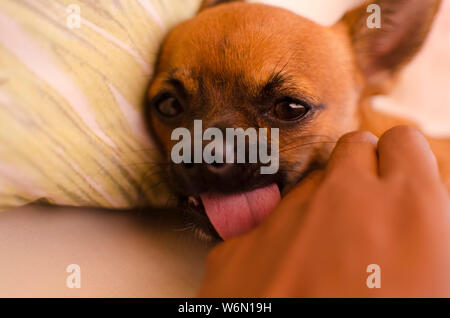 Brown chihuahua baby cane baciare la mano (lingua fuori) Foto Stock