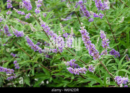 Albero casto, Vitex agnus-castus, giardino fiorito arbusti Foto Stock