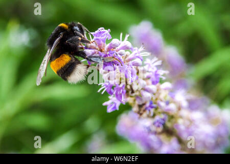 Bumblebee su albero di caste, Vitex agnus-castus Bumblebee fiore primo piano Foto Stock