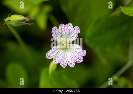 Primo piano di Geranium x oxonianum 'Lace Time' fioritura in un giardino inglese, Regno Unito Foto Stock