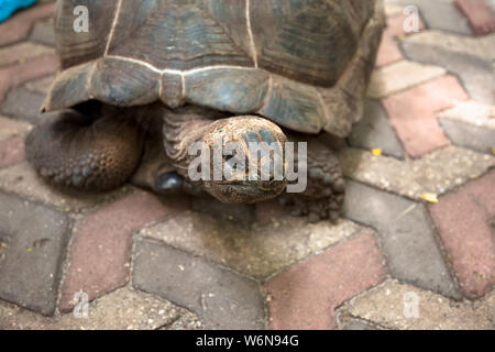 Ritratto gigante delle Seychelles tartaruga vicino a Zanzibar Prison Island Foto Stock