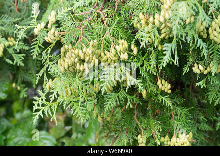 Thuja foglie e coni immaturi macro Foto Stock