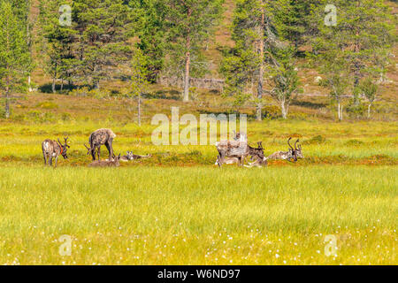 La renna di pascolare su una torbiera in un paesaggio forestale Foto Stock