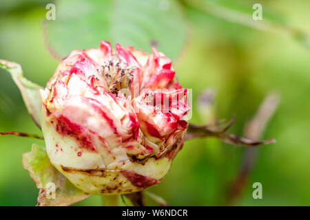 Rosso e rosa bianca a partire da aprire. Foto Stock