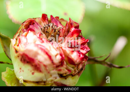 Rosso e rosa bianca a partire da aprire. Foto Stock