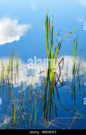 Lama di erba in un lago con acqua riflessioni Foto Stock