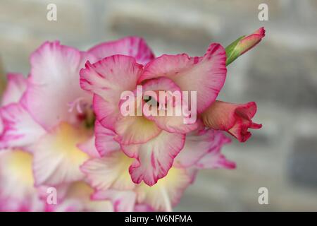 Variegata di luce rosa gladiolus close up. Bel fiore Foto Stock