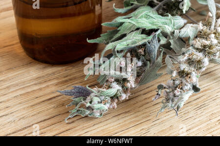 Preziosa pianta medicinale-motherwort con fiori secchi e foglie. Motherwort successiva tintura in una bottiglia scura. Foto Stock