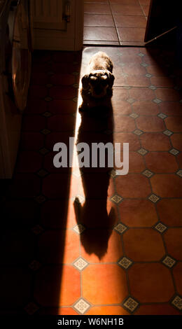 Un piccolo cane la colata di una grande ombra Foto Stock