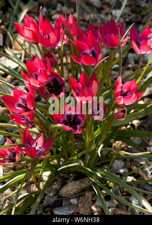 Fioritura rosa rockery impianto Foto Stock