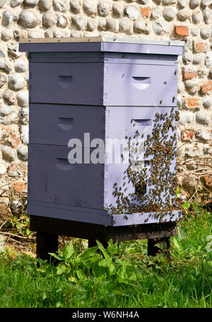 Una colonia di api sciamare su un alveare Foto Stock