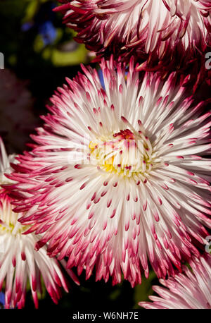 Daisy bianca fiore con punte di colore rosso Foto Stock