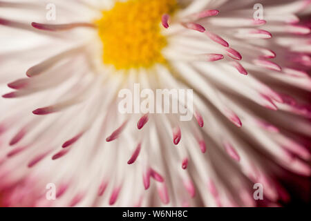 Fiore a margherita (Bellis Perennis Habanera) Giallo centro, petali di colore bianco con punte di colore rosso Foto Stock