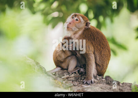 Madre di alimentazione di macaco che il bambino nella giungla, Thailandia. Foto Stock