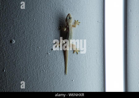 Gekkos di notte vicino alla sorgente di luce. Sfondo creative design e immagine. Foto Stock