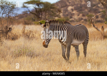 Di Grevy Zebra di Grevy Equus grevyi con le strisce bianche e nere. Samburu Reserve Kenya Africa Orientale specie in via di estinzione in polvere secca di macchia di colore giallo Foto Stock
