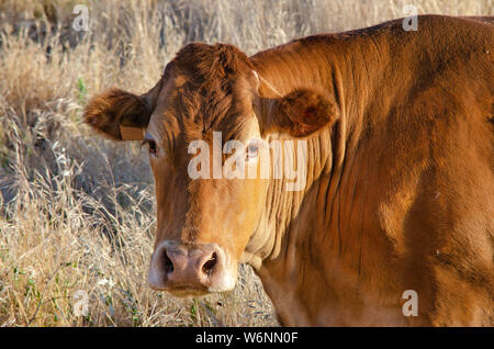 Close up ritratto di mucca nel campo Foto Stock
