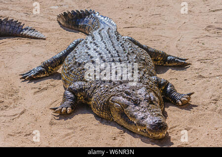 Osteoderms sulla pelle blindato sul retro di 1 tonnellata maschio coccodrillo del Nilo (Crocodylus niloticus), Namibia Foto Stock